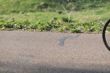 Roadside view and green grass