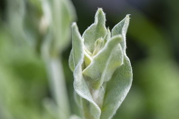 Mariennelke Vexiernelke als Heilpflanze für Naturmedizin und Pflanzenheilkunde