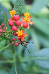 caterpiller looking at you
