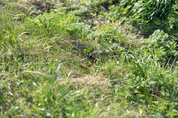 Green grass surface. not ideal. Real lawn