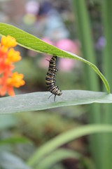 caterpiller hanging around