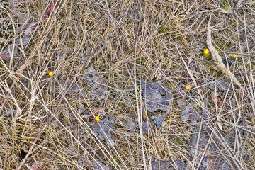yellow dandelion, dandelion flower, dandelion in the grass, sunny dandelion