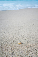 Fototapeta na wymiar Seashell on sandy beach with white foam of rolling ocean waves in background. Tropical beach with azure blue water
