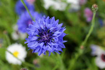 Kornblumen (Centaurea cyanus), Schwäbisch Gmünd, Baden-Württemberg, Deutschland, Europa