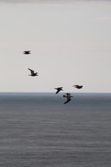Flying at dawn - Pays Basque