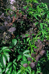 Leafes