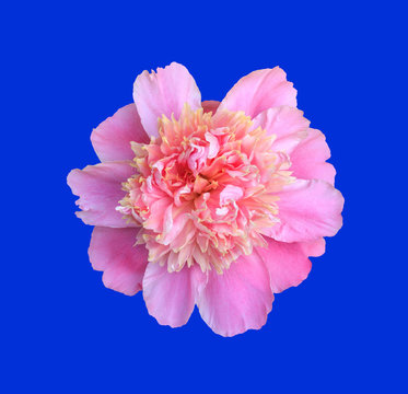 blooming flower pink peony close up, top view isolated on blue background