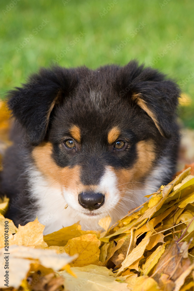 Wall mural Australian Shepherd Welpe im Herbstlaub