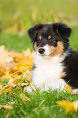 Australian Shepherd Welpe