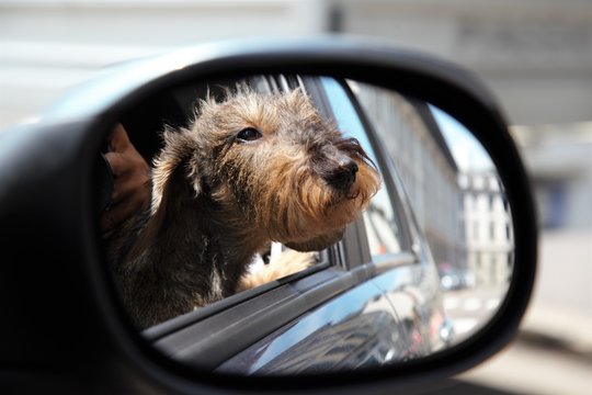 Cane bassotto in viaggio in auto