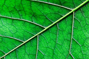 Fototapeta na wymiar macro texture of green leaf close up