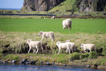 Urlaub in Island, Rundtrip Ringstraße: Schafe in der Nähe der Ringstraße im Süden