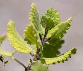 Weihrauch als Heilpflanze für Naturmedizin und Pflanzenheilkunde