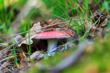 edible red Russula mushroom hidden under dry leaves