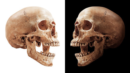 Fototapeta premium Human skull isolated