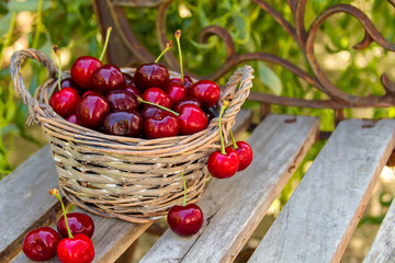 Basket full of ripe red cherries stands on the bench