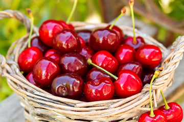 Basket full of ripe red cherries stands on the bench