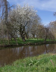 Fototapeta na wymiar Spring. Blossom. Orhard. Countryside. Canal. Netherlands
