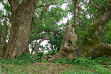 鹿児島県吹上町の千本楠