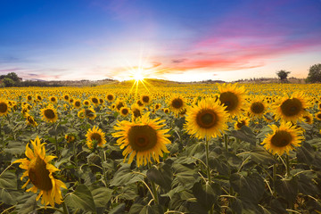 Lovely Sunset over a Sunflower Field