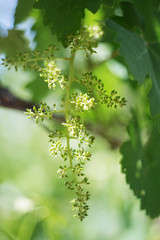 Grapevine with baby grapes and flowers - flowering of the vine with small grape berries. Young green grape branches on the vineyard