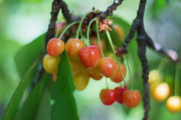 Organic sweet cherry ripening on cherry tree close up, sunny day. natural sunny seasonal background.