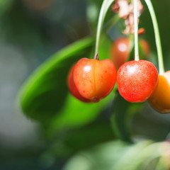 Organic sweet cherry ripening on cherry tree close up, sunny day