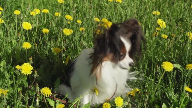 Beautiful dog Papillon sitting on green lawn with dandelions and eating grass stock footage video