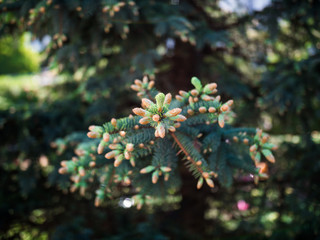  coniferous tree in the summer