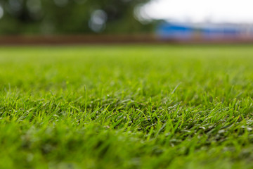 green grass on the turf