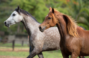 Cavalo Árabe, Horse Arabian