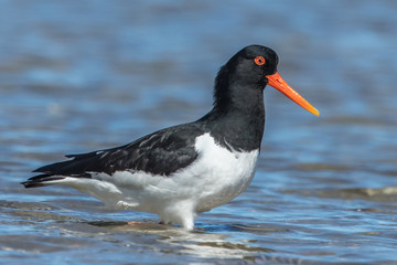 Austernfischer im meer