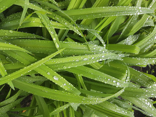 Rain drops on the green grass.