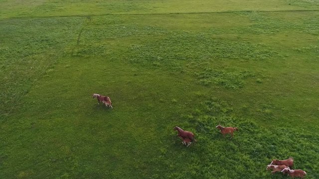 Aerial drone footage, horses runing in green field