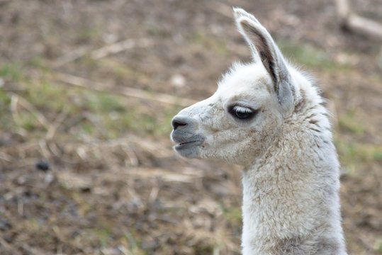 White baby llama portrait 