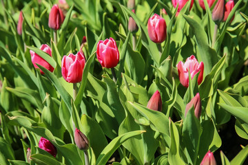 Beautiful blossoming tulips on spring day outdoors