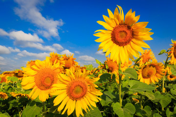 sunflowers in sunny day