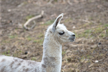 Obraz premium White baby llama portrait 