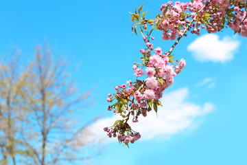 Beautiful blossoming tree branch on sunny spring day