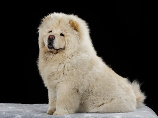 Chow Chow puppy portrait with black background.