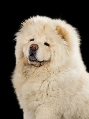 Chow Chow puppy portrait with black background.