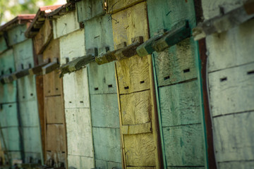 Homemade wooden multi-colored hives