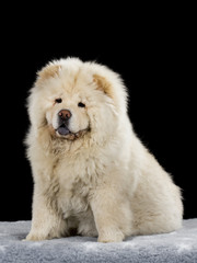 Chow Chow puppy portrait with black background.