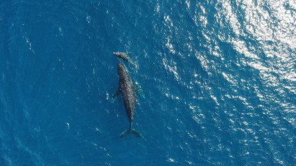 whale