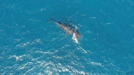 ホエールウォッチング