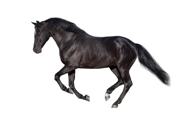 Fototapeta premium Czarny koń biegnie galopem na białym tle