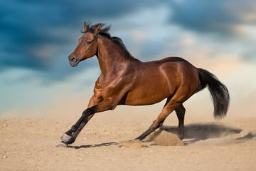Fototapeta na wymiar Bay stallion with long mane run in desert dust against sky