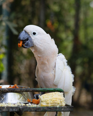 Pink Moluccan cockatoo. This pink beauty is a favorite among parrot lovers all over the world.
