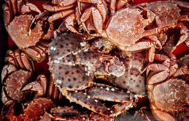 Live Japanese king crabs and zuwai crab at fish market in Hokkaido