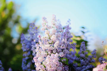 Spring branch of blossoming lilac